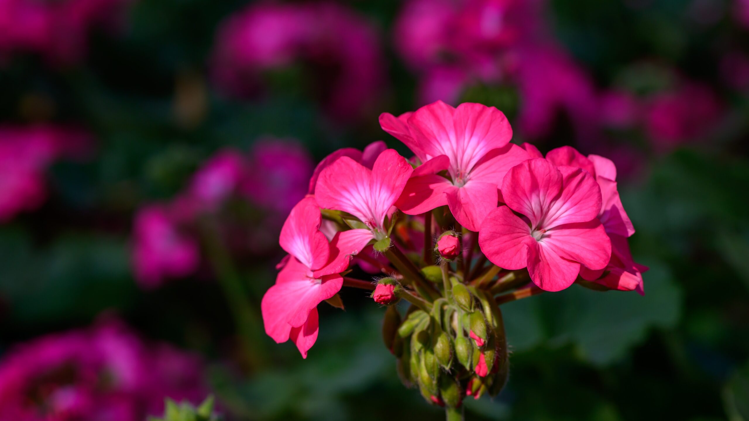 Pink blühende Pelargonie