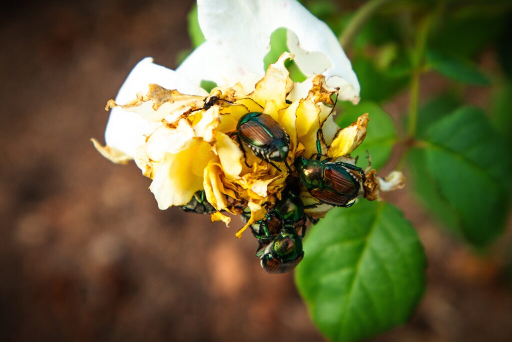 Mehrere Japankäfer fressen an einer hellen Blüte