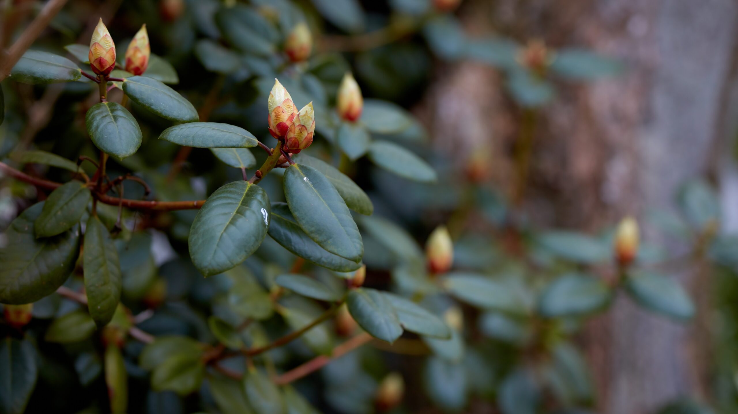 Frieders Evergreen – kompakter Bodendecker aus der Cotoneaster-Familie