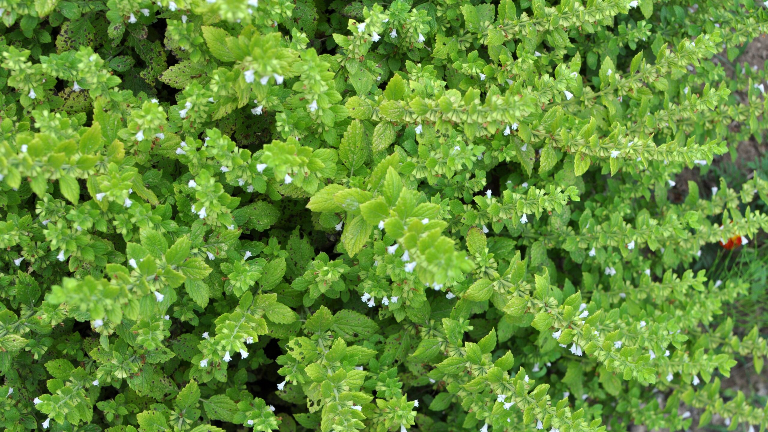 Dicht wachsende Zitronenmelisse mit kleinen weißen Blüten