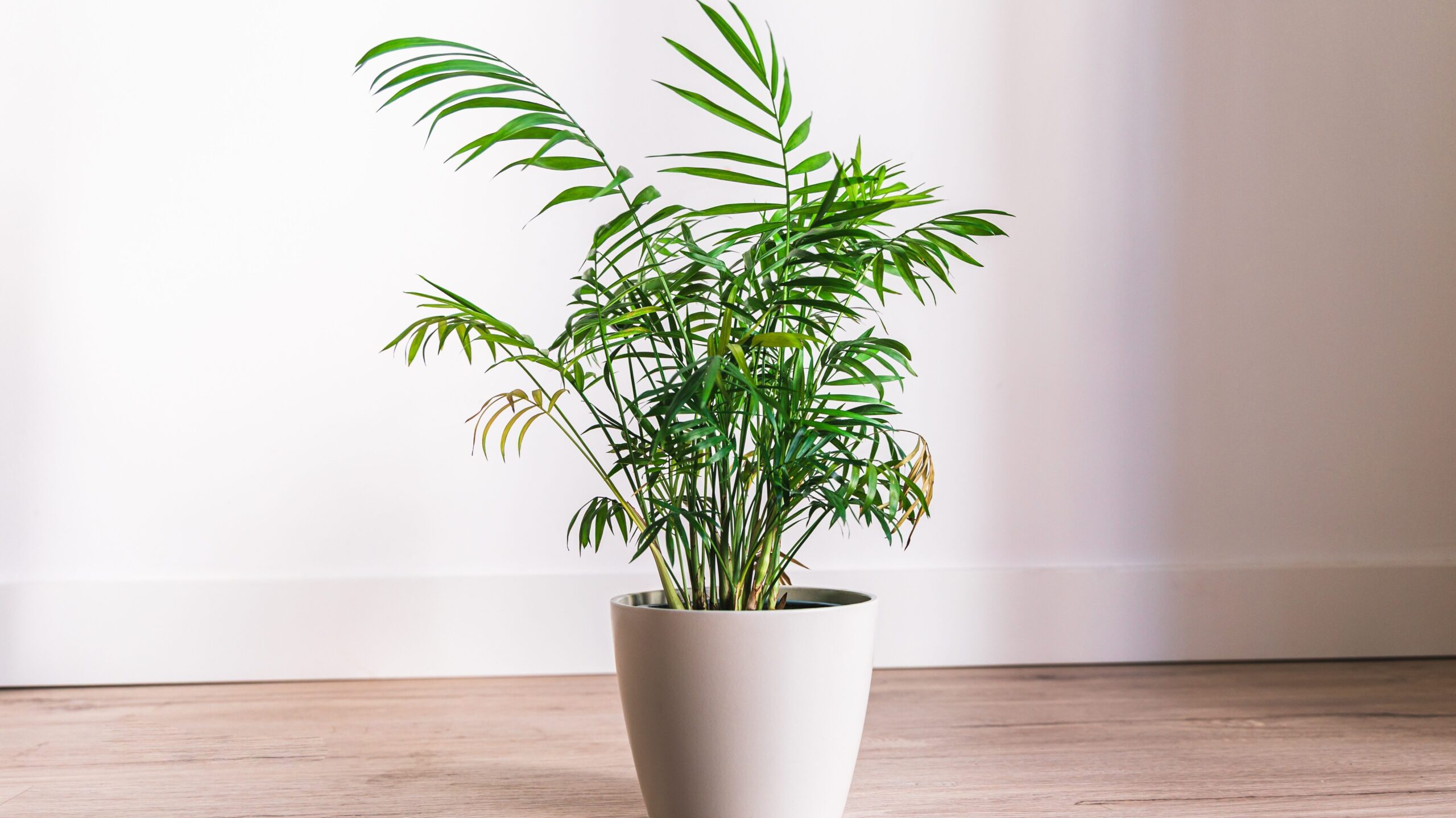 Bergpalme in einem weißen Topf