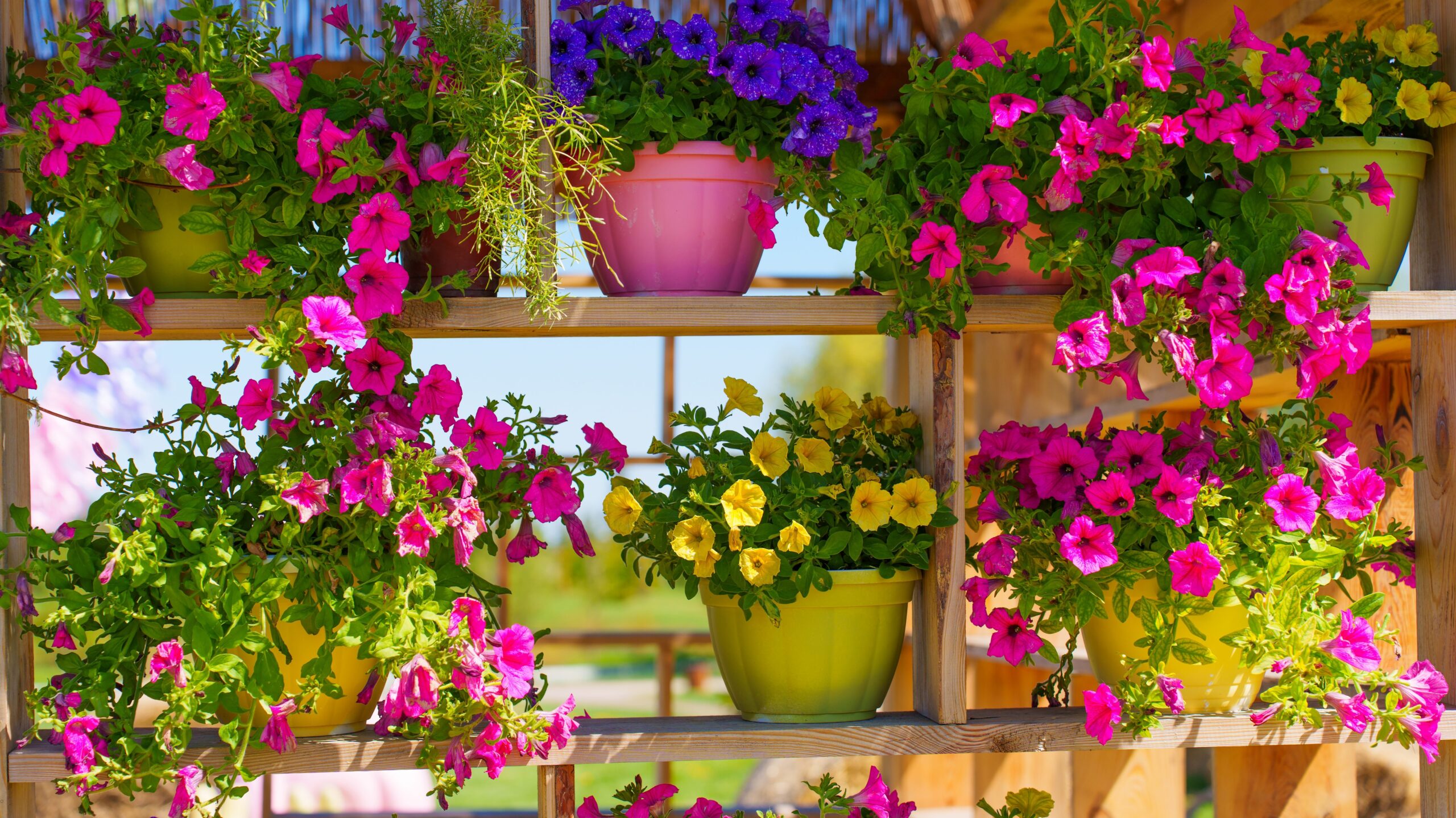 Rosa und weiß blühende Pelargonien