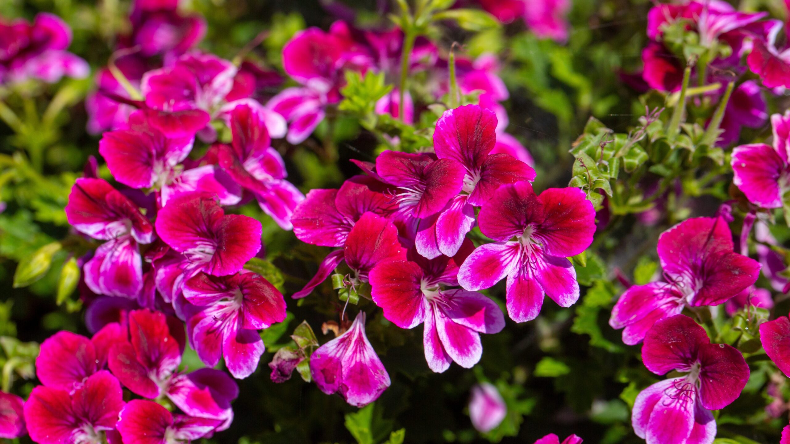 Pink-violette Blüten einer Pelargonie