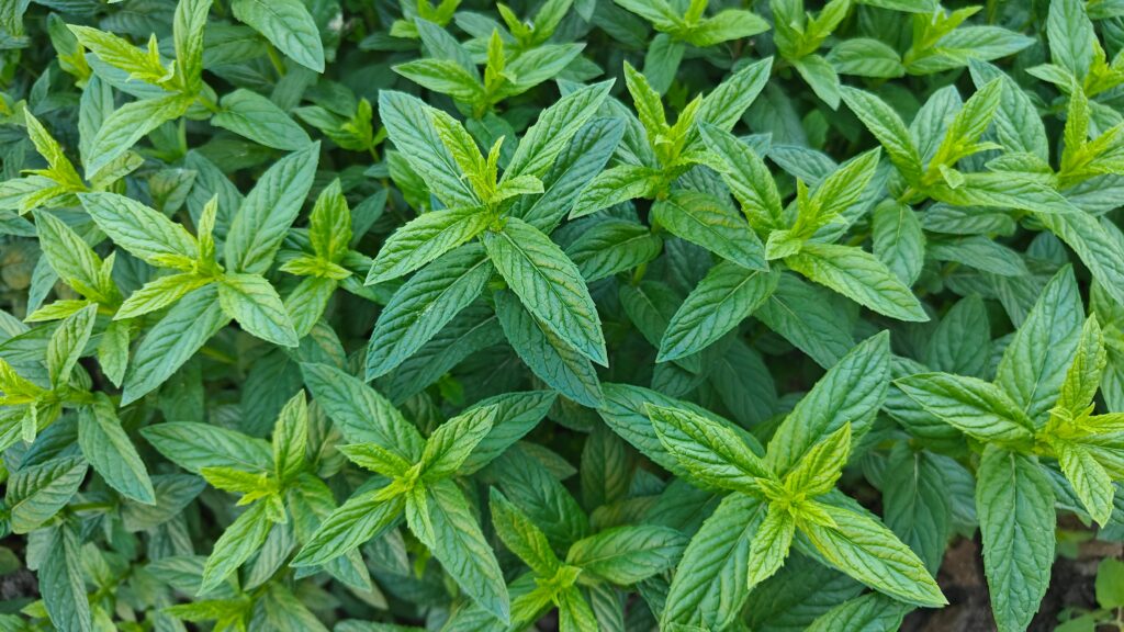 Pflanzen gegen Mücken Orangenminze
