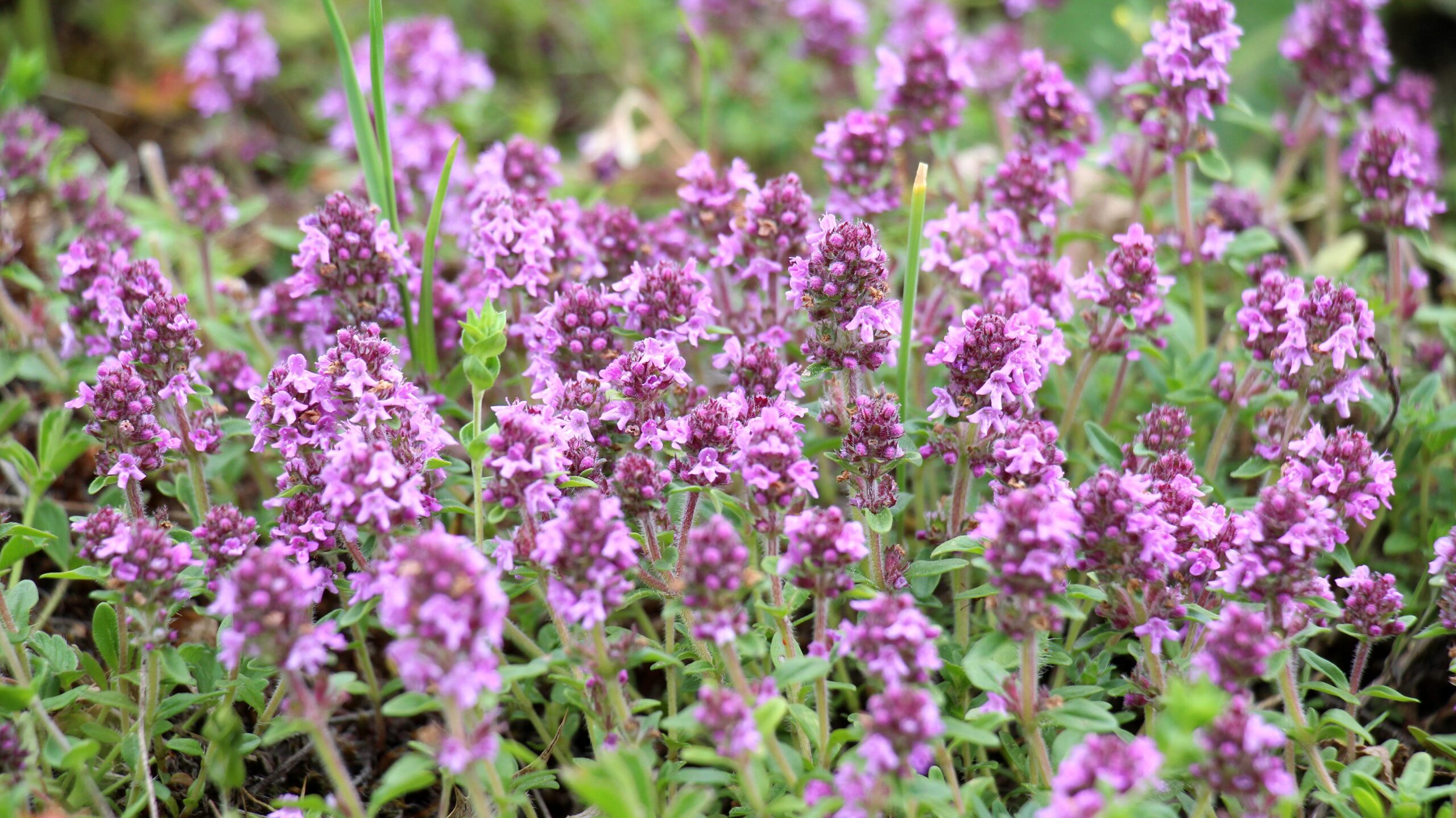Rosa blühender Thymian