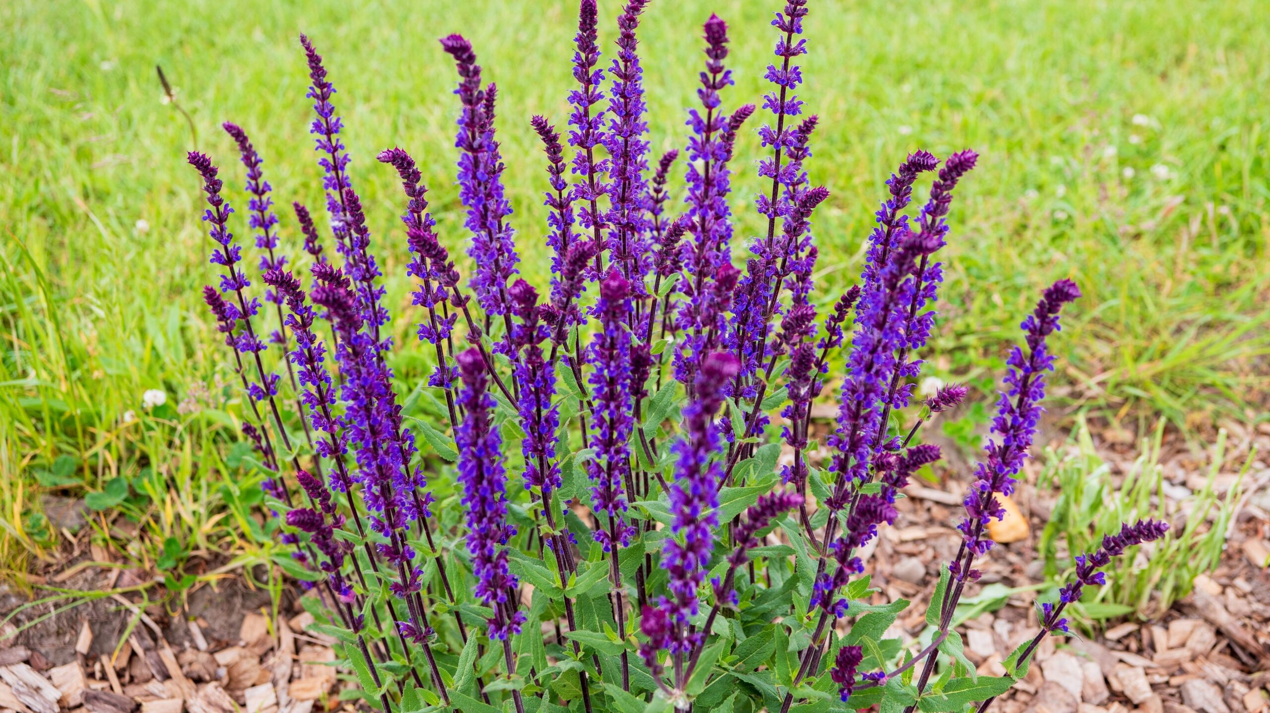 Violetter Steppensalbei in einem Gartenbeet