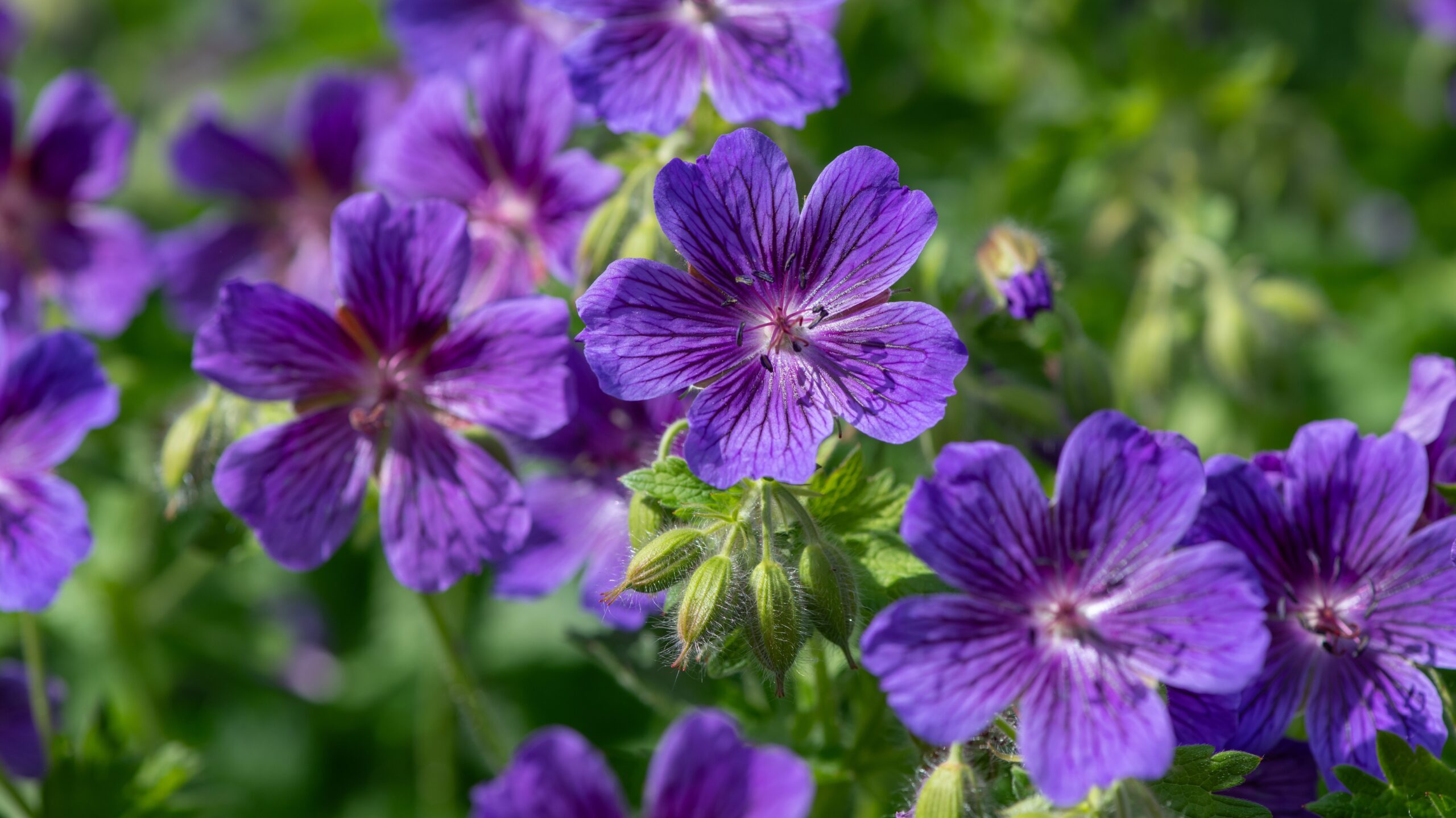 Violette Blüten eines Storchschnabels
