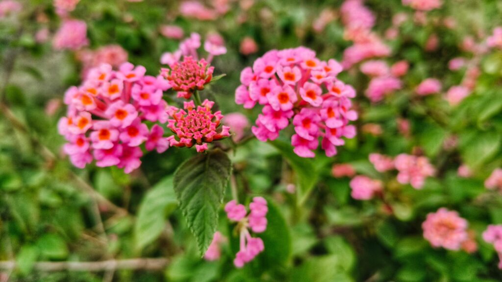 Rosa und gelb blühendes Wandelröschen