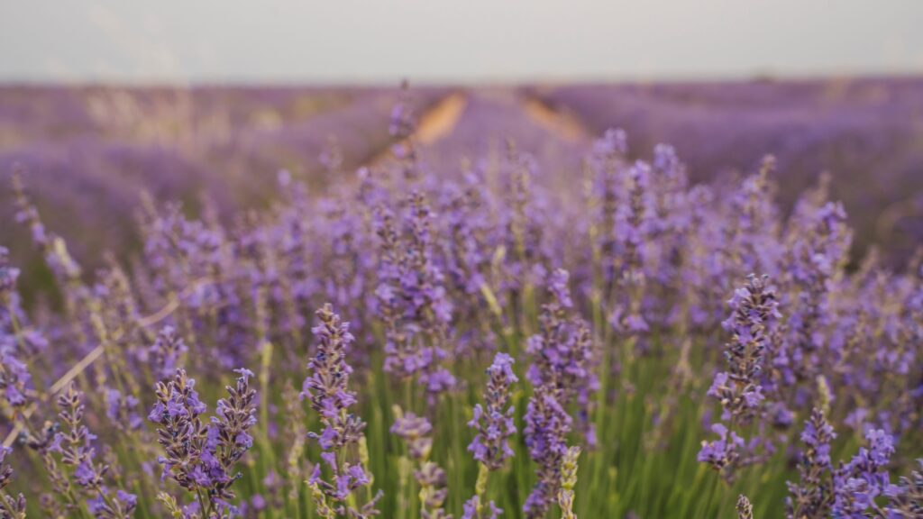 Violett blühendes Lavendelfeld