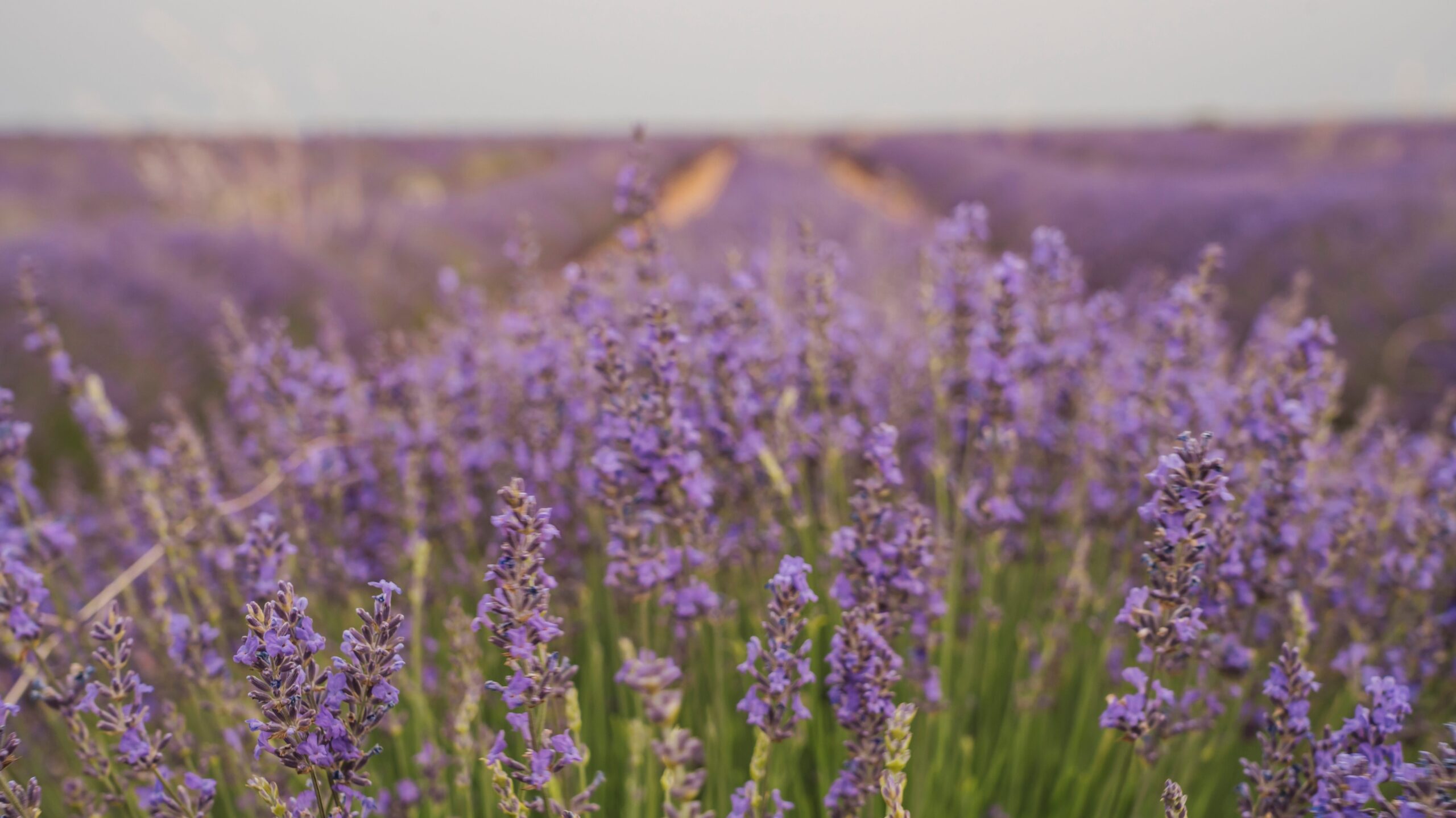 Violett blühendes Lavendelfeld