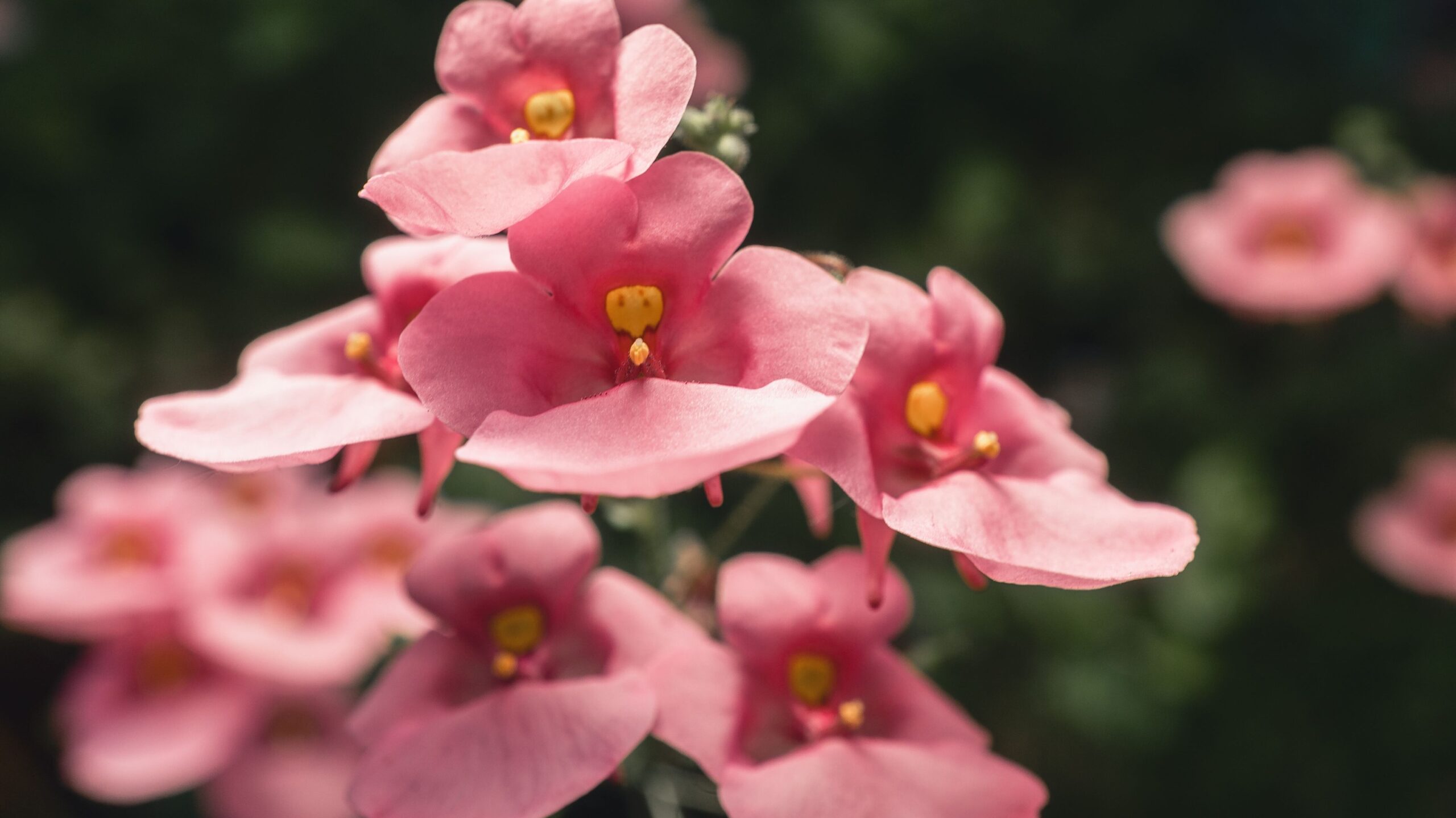 Rosafarbene Diascia-Blüten