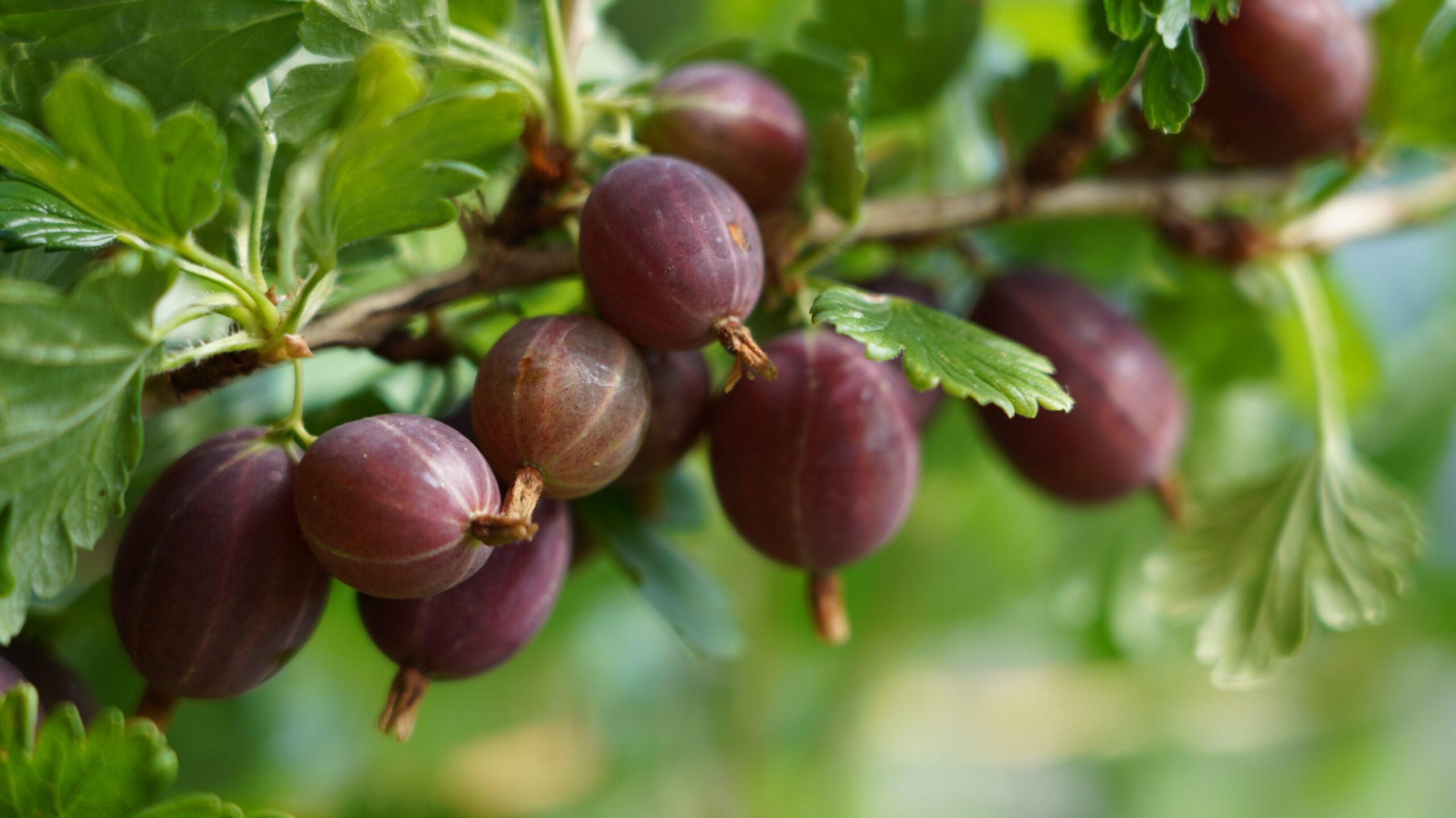 Reife rote Stachelbeeren an einem Zweig
