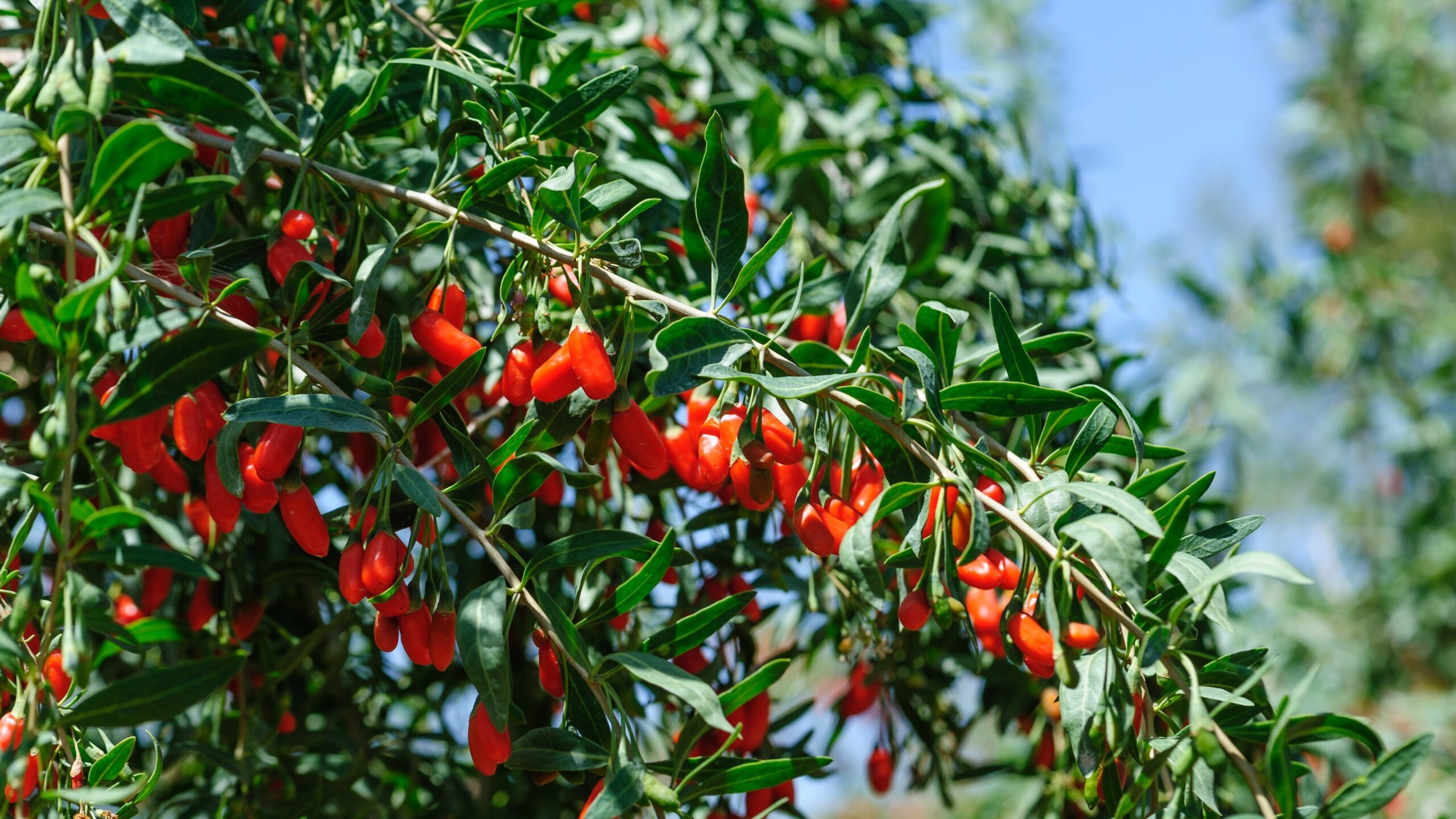 Rote Goji-Beeren an einem dicht belaubten Strauch