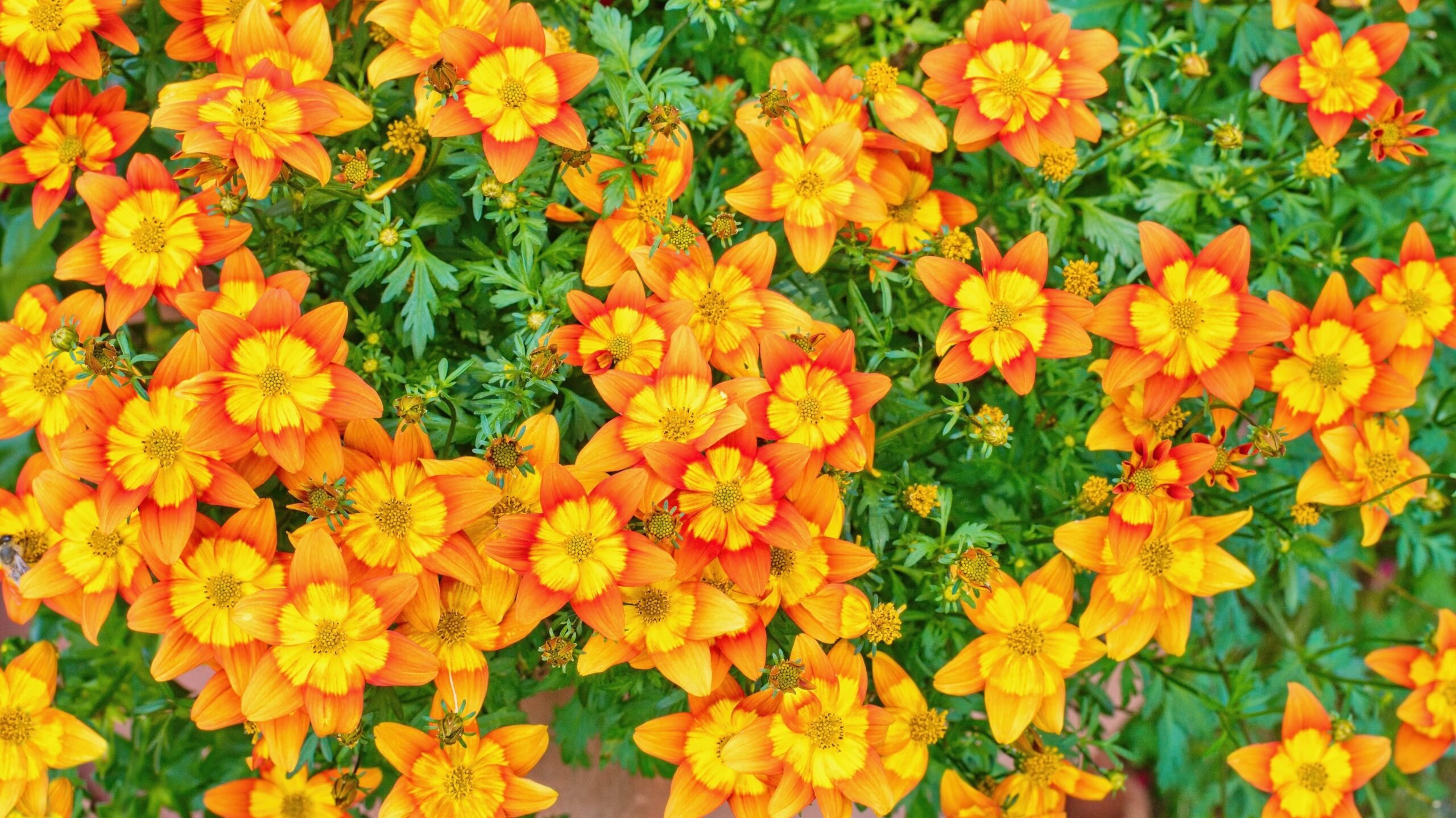 Orange und gelbe Bidensblüten