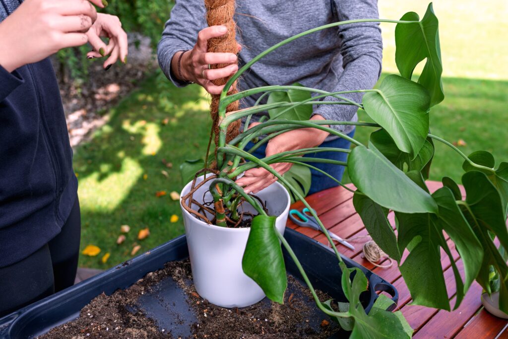 Zwei Personen befestigen eine Monstera beim Umtopfen an einer Kokosstütze