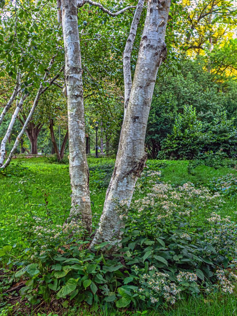 Birken pflanzen im Garten