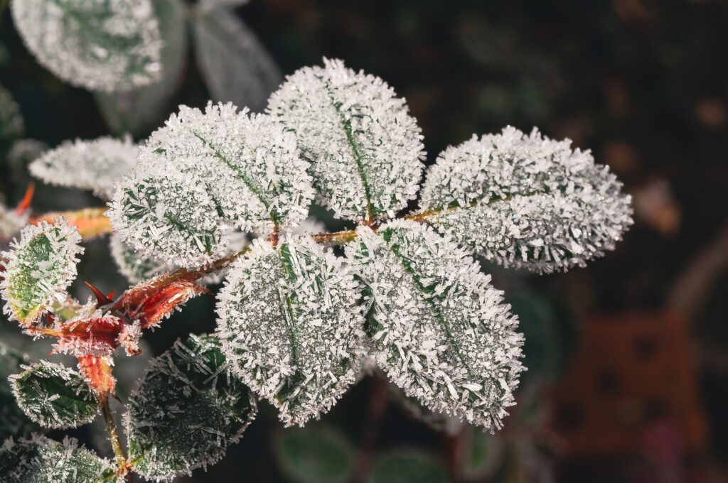 Blätter sind mit Eiskristallen bedeckt