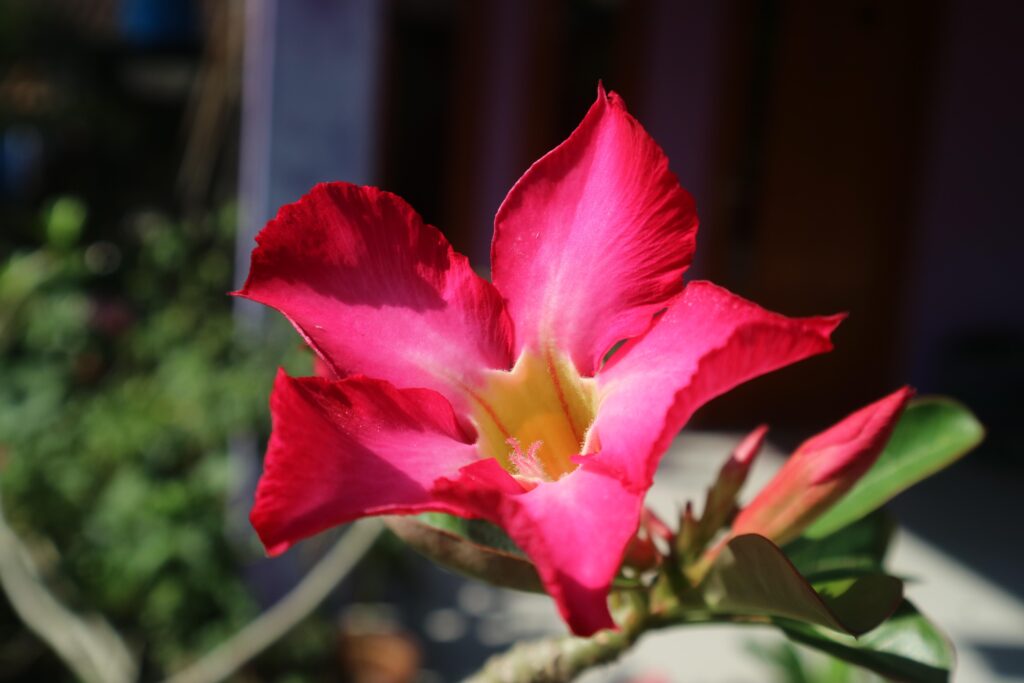 Pinke Blüte einer Wüstenrose