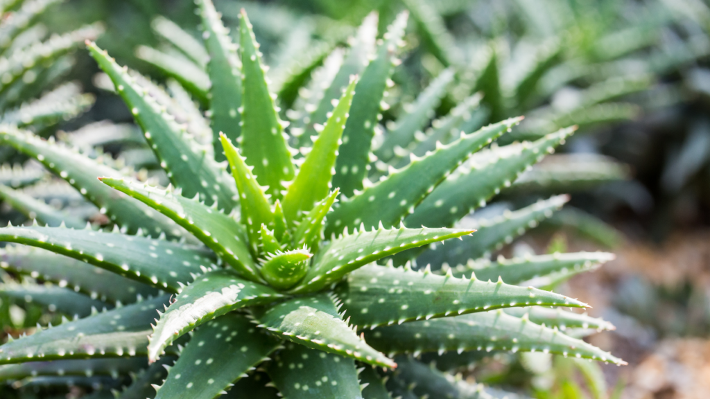 Aloe vera ist eine Zier- und Heilpflanze. 