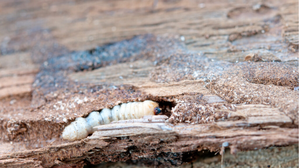 Holzwurm im Holz