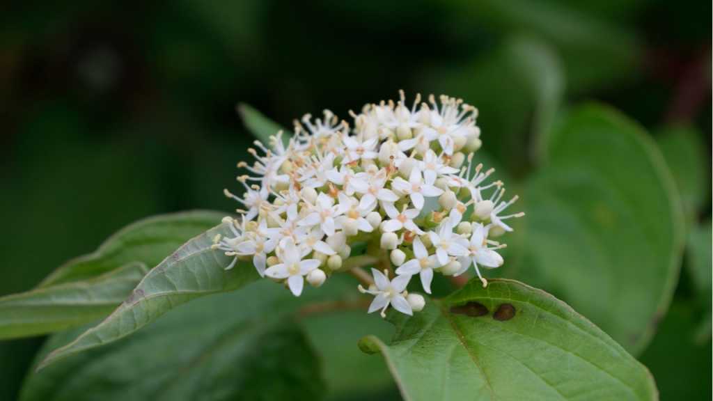 Gelbholz-Hartriegel mit weißen Blüten
