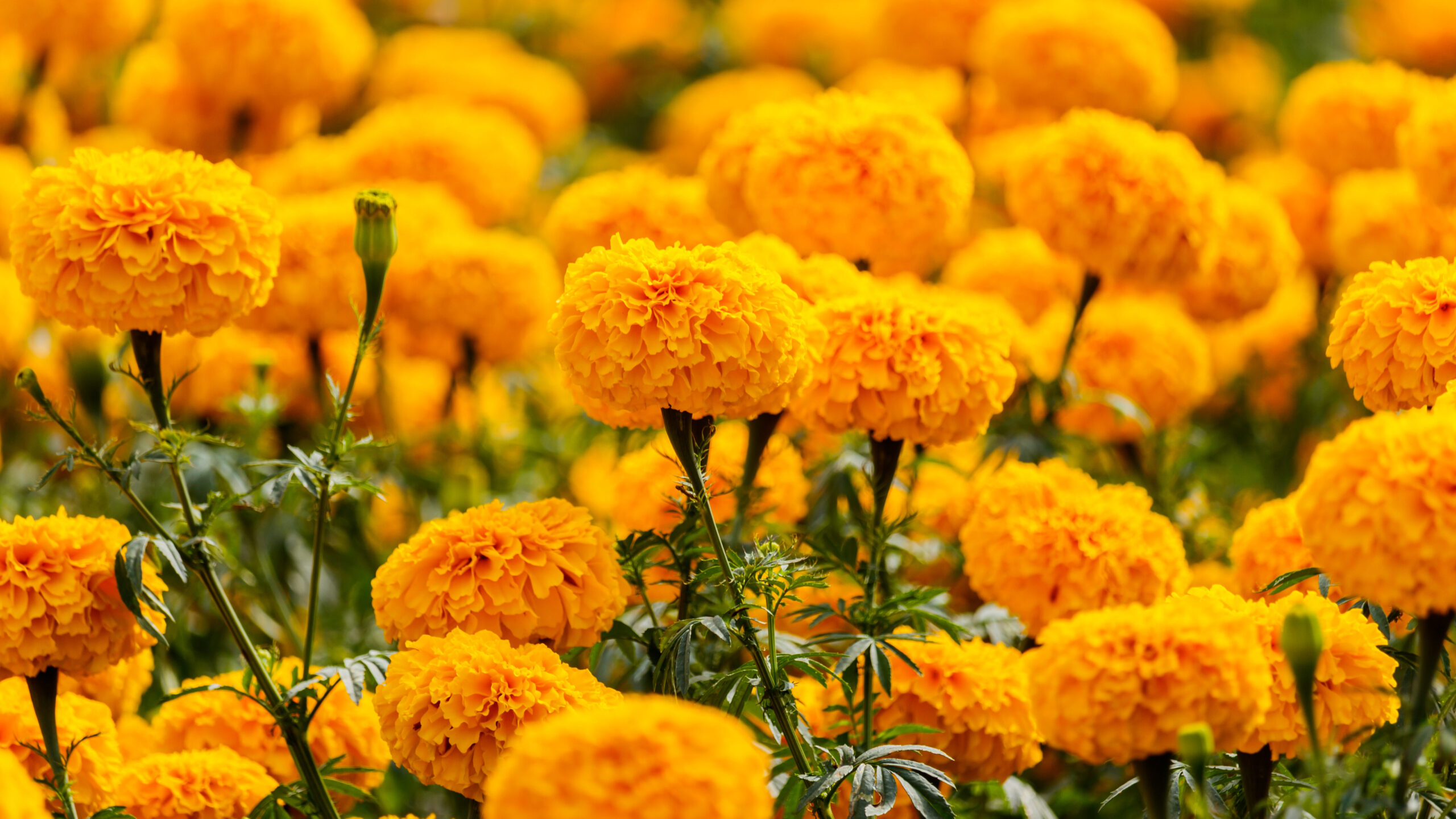 Orange blühende Studentenblumen im Beet
