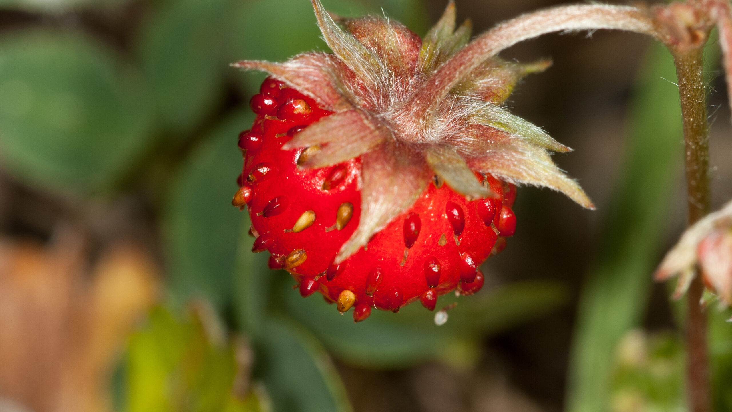 Rote Walderdbeere an einer Pflanze