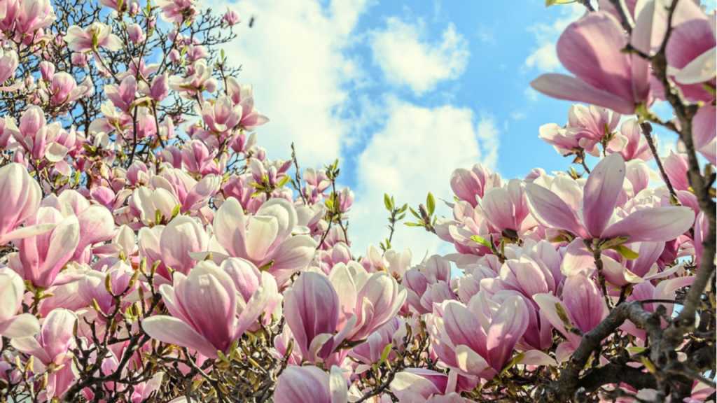 Rosa-weiße Magnolienblüten an einem Baum