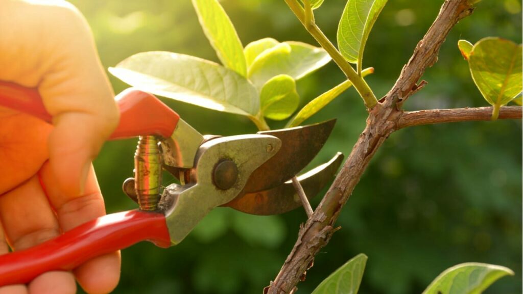 Hand setzt eine Gartenschere an einem Strauchzweig an