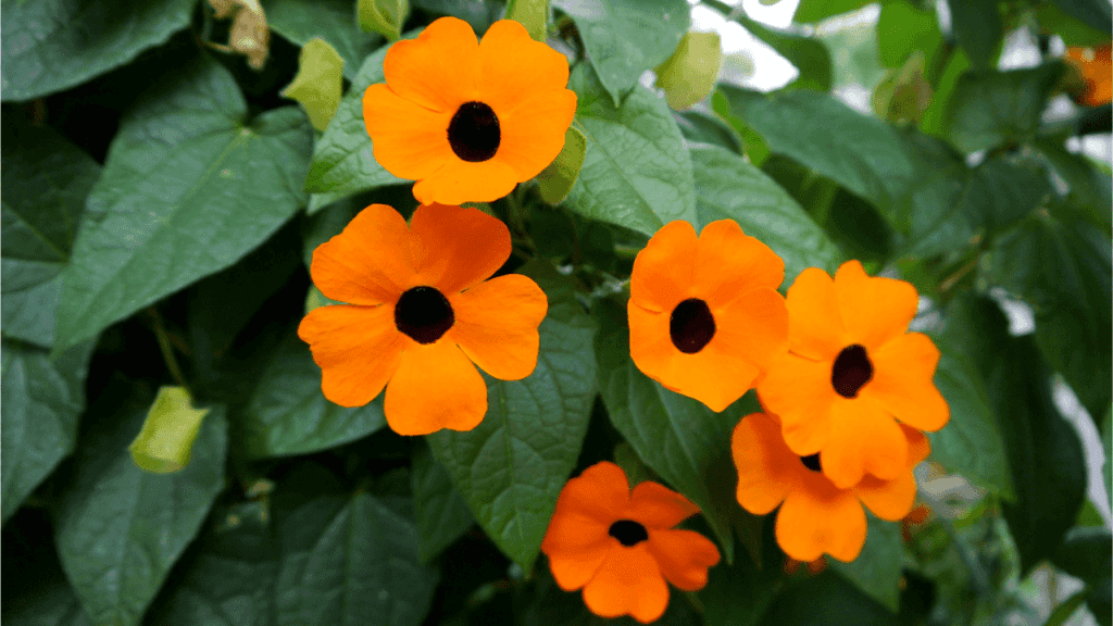 Orange blühende Schwarzäugige Susanne mit dunkler Blütenmitte