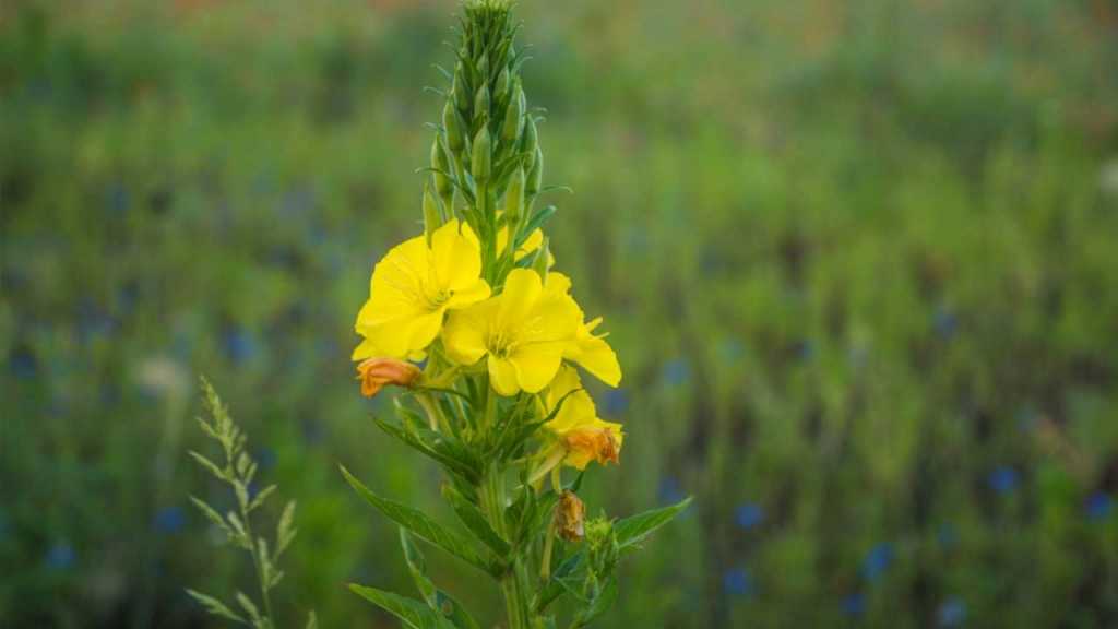 Gewöhnliche Nachtkerze (Oenothera biennis)
