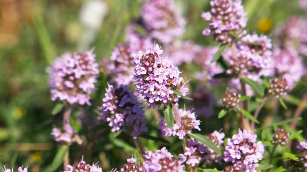 Echter Thymian (Thymus vulgaris)