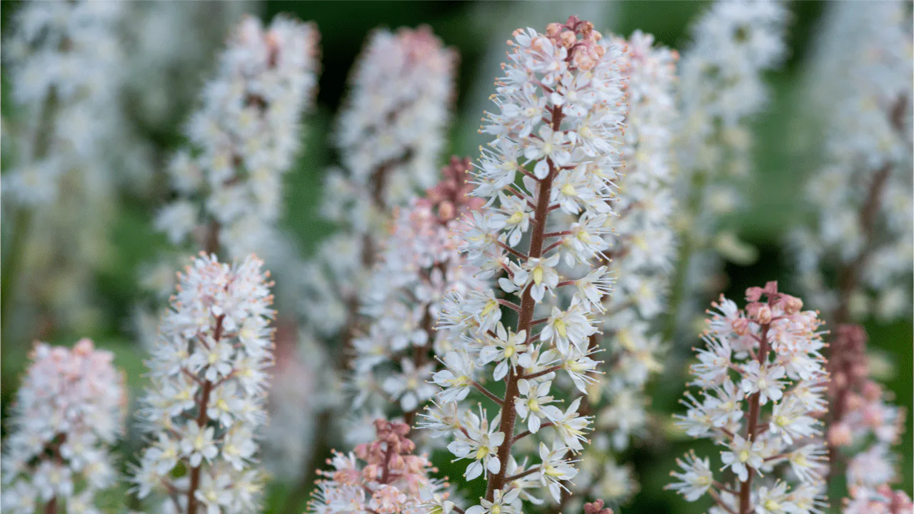 Amerikanische Schaumblüte (Tiarella wherryi)