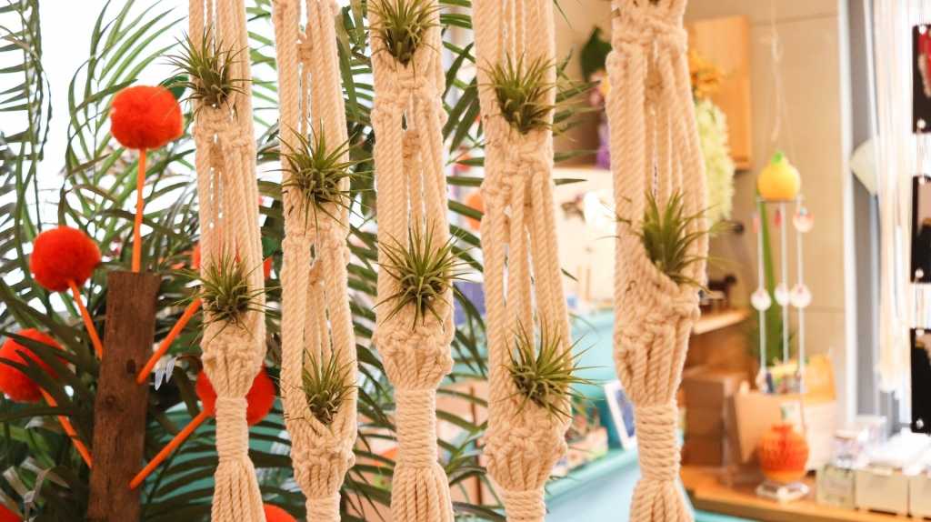 Tillandsien (Tillandsia)