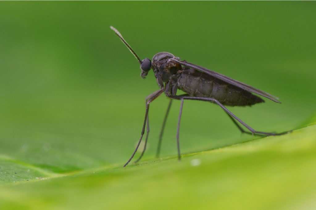 Dunkle Trauermücke auf einem grünen Blatt