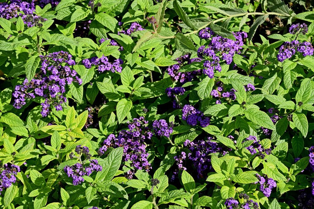 Violett blühende Vanilleblume (Heliotropium arborescens) mit grünen Blättern