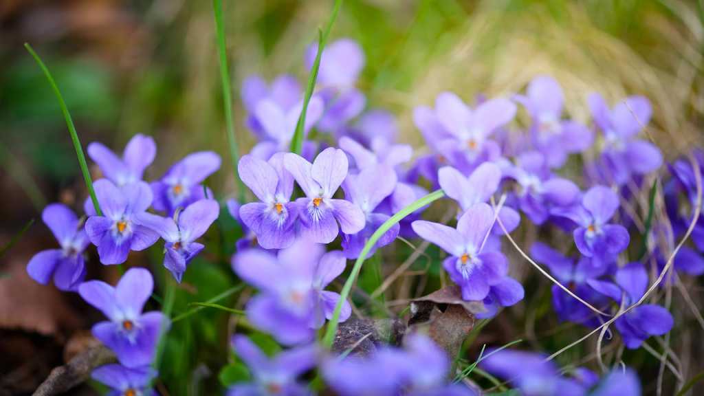 Violette Veilchen auf Waldboden