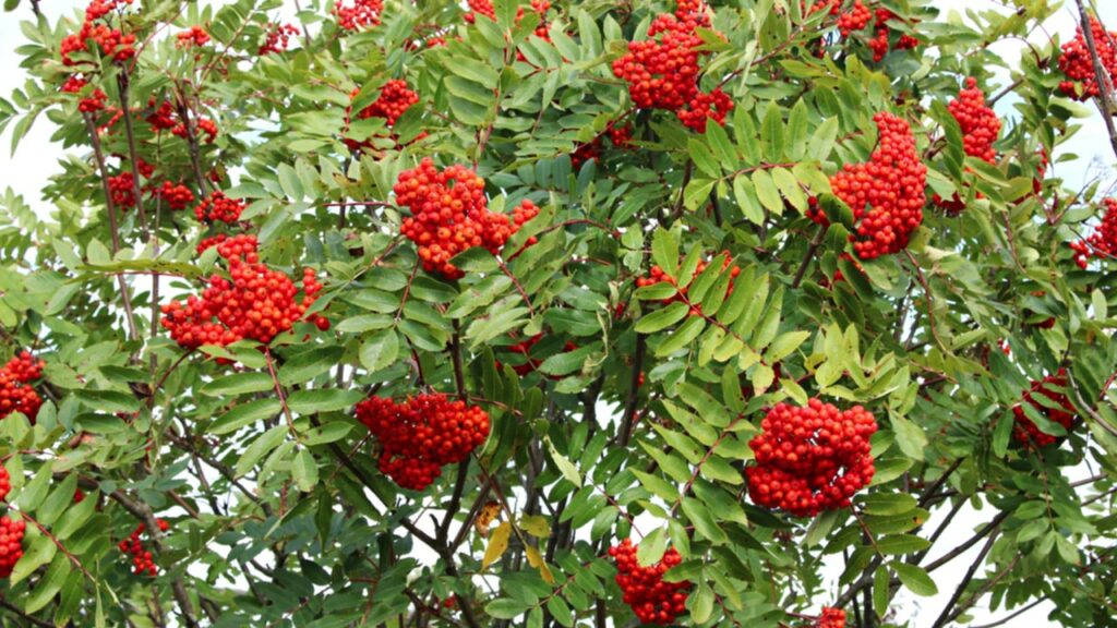 Gewöhnliche Vogelbeere (Sorbus aucuparia)