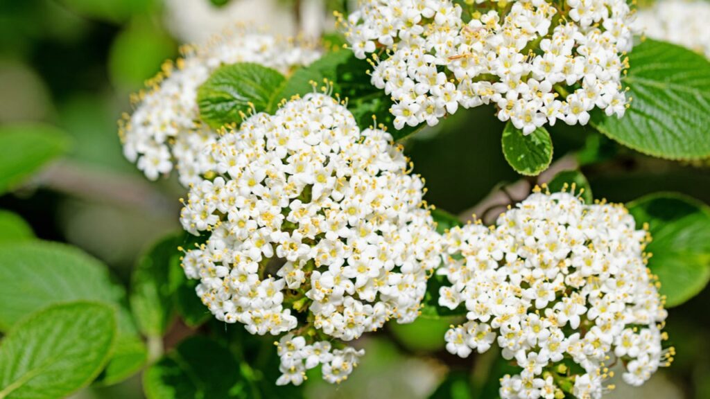 Wolliger Schneeball (vibumum lantana) im Weiß