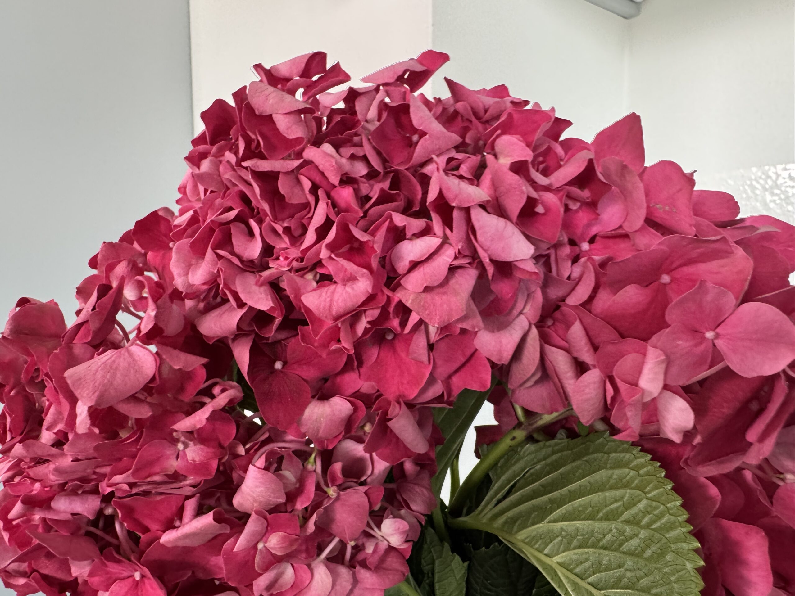 Nahaufnahme rosafarbener Hortensienblüten