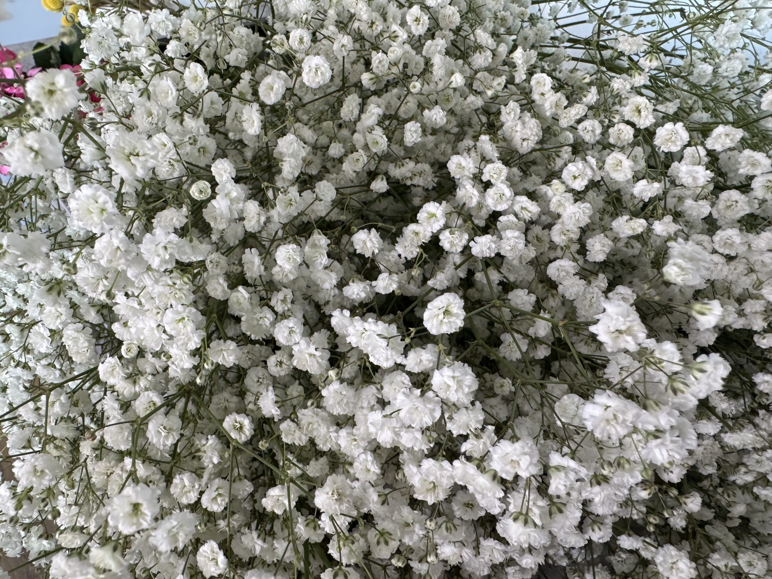 Weißes Schleierkraut mit vielen kleinen Blüten