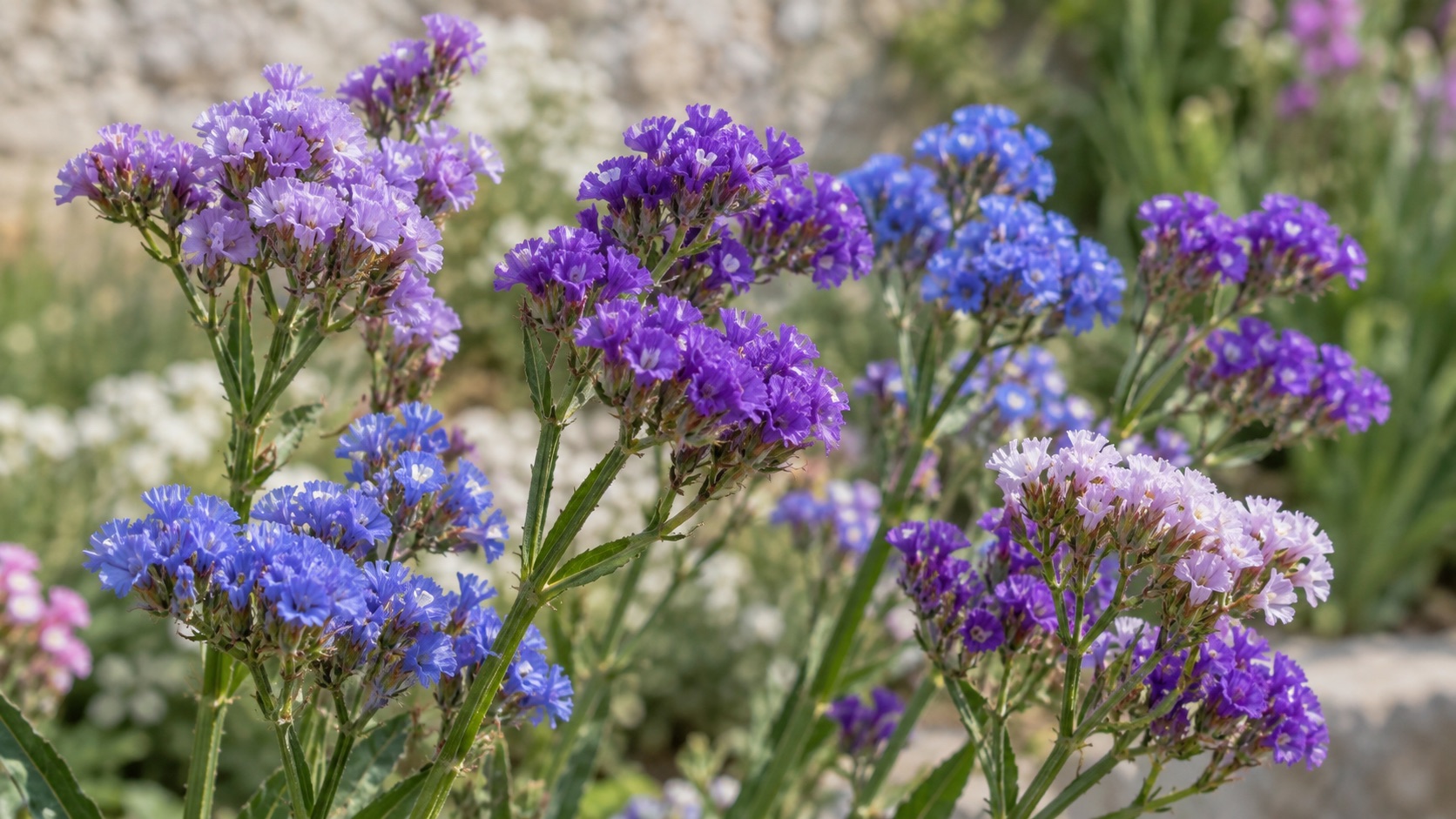 Violetter und blauer Strandflieder zum Trocknen