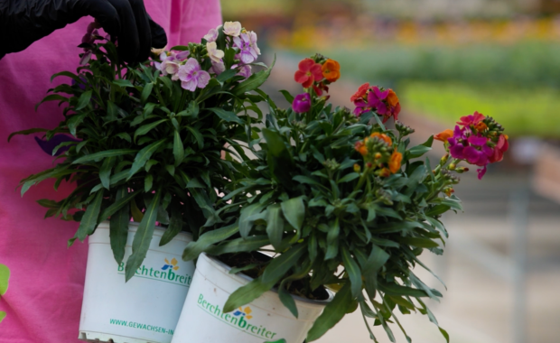 Goldlack als Grabbepflanzung