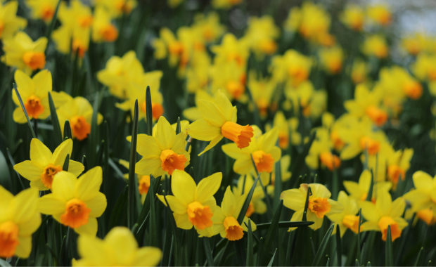 Narzissen als Grabbepflanzung