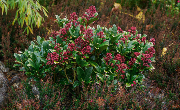 Skimmie als Grabbepflanzung