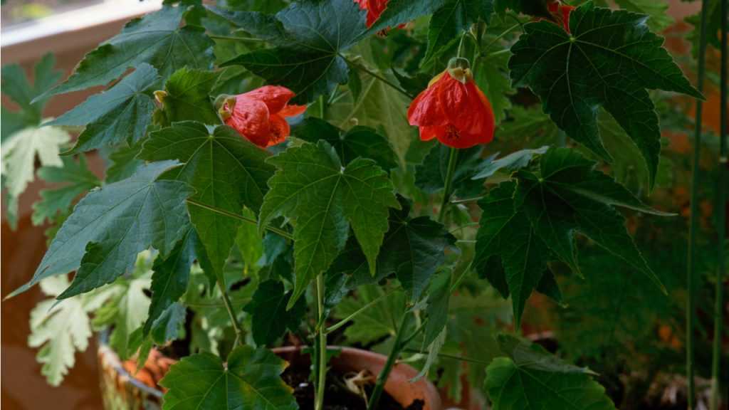 Abutilon im Topf.