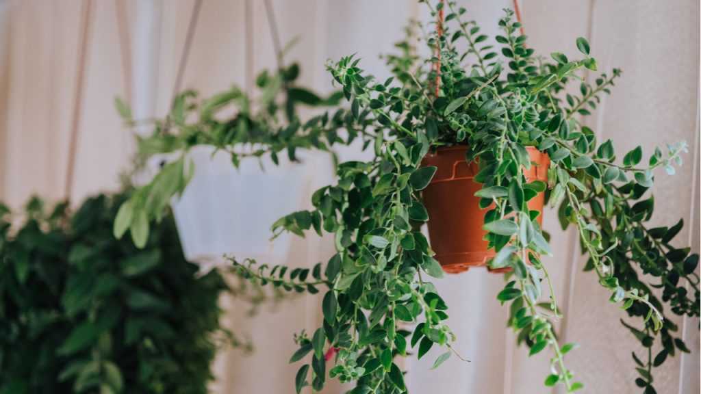 Aeschynanthus im Topf.