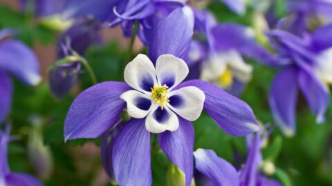 Blaue Gemeine Akelei (Aquilegia vulgaris)