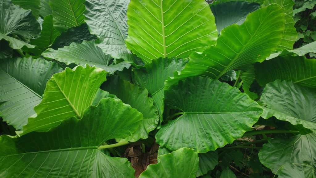 The giant-leaved arrowhead prefers half-shady to shady places.