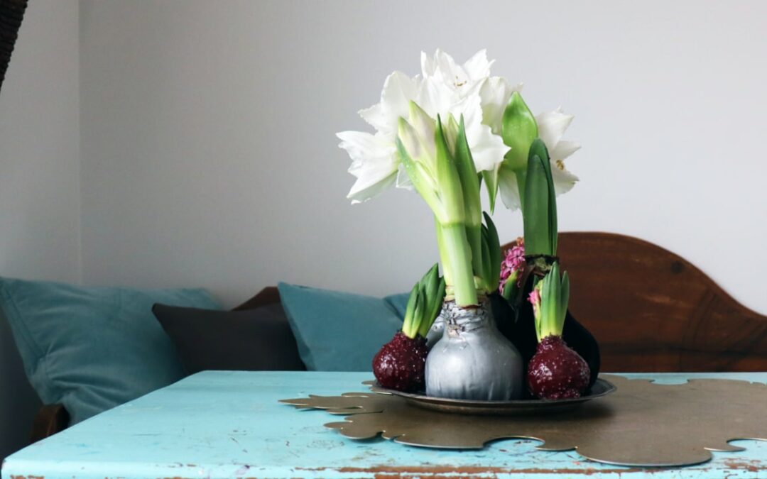 Amaryllis in Wachs: Pflanzenpflege und Blüte